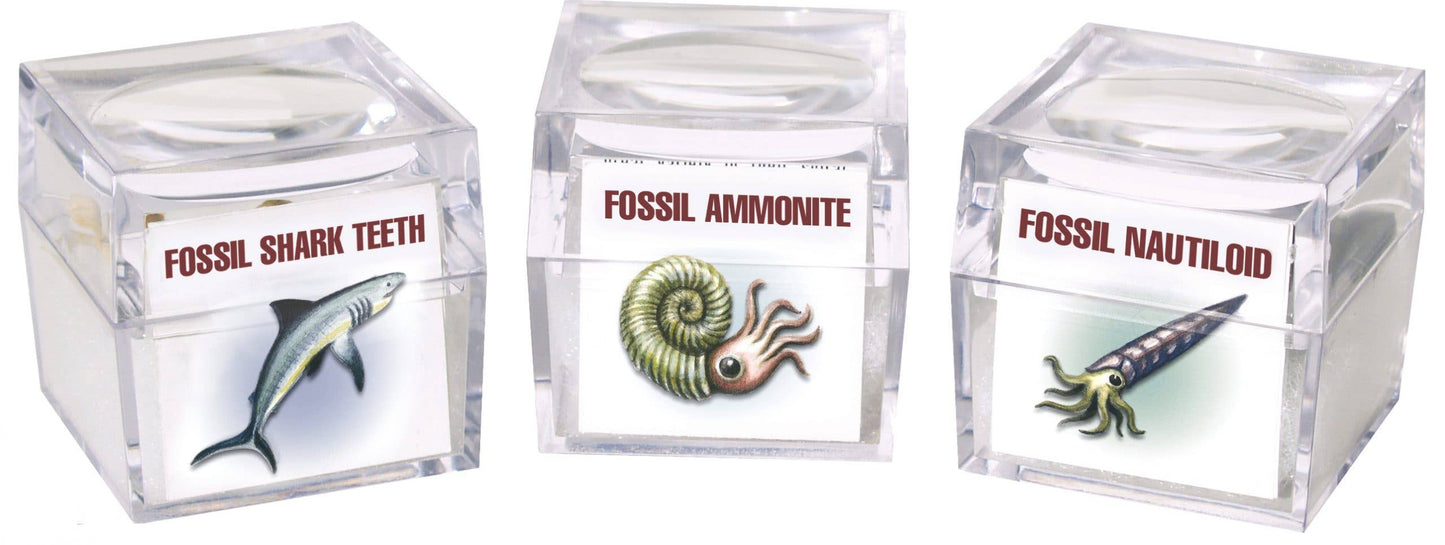 Loupe Fossil Mini Box