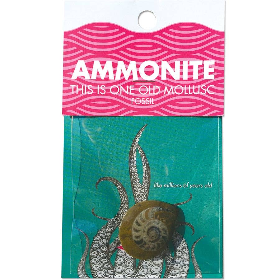 AMMONITE