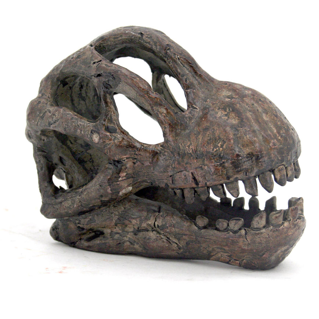 Faux Brachiosauras Mini crâne fossile de dinosaure