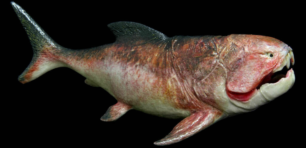 Dunkleosteus Model