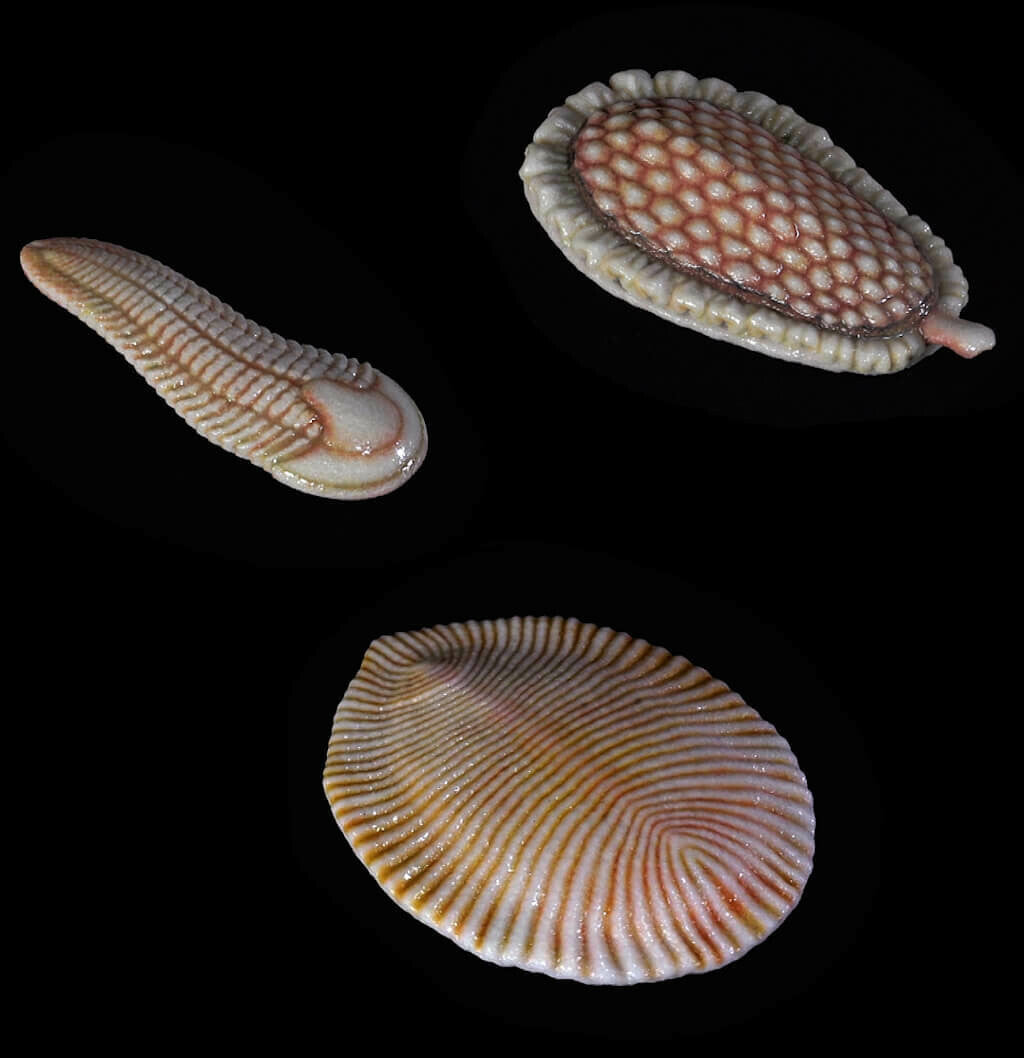 Ensemble de modèles Ediacaran Biota