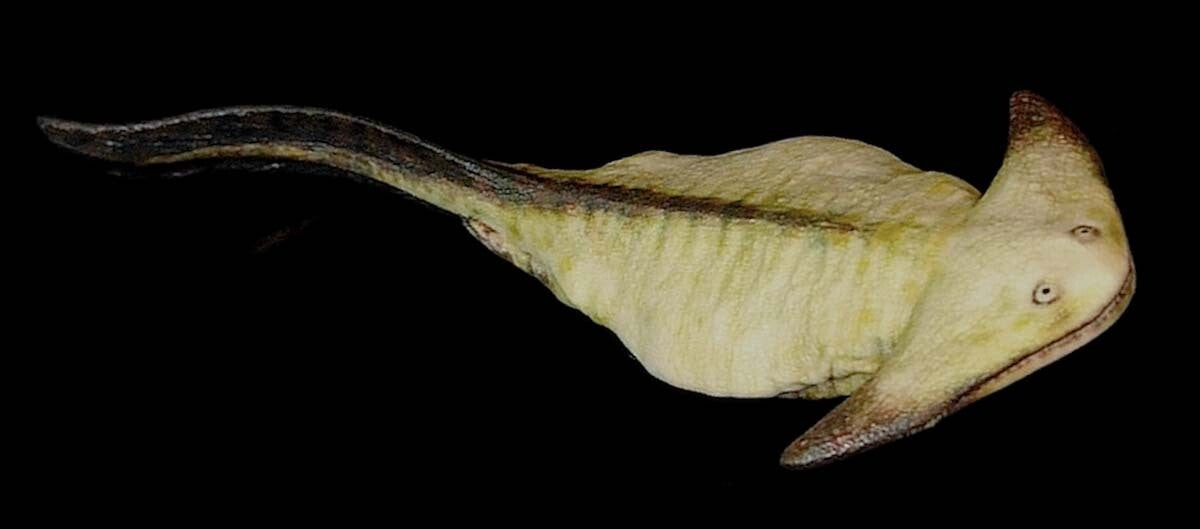 Diplocaulus Model