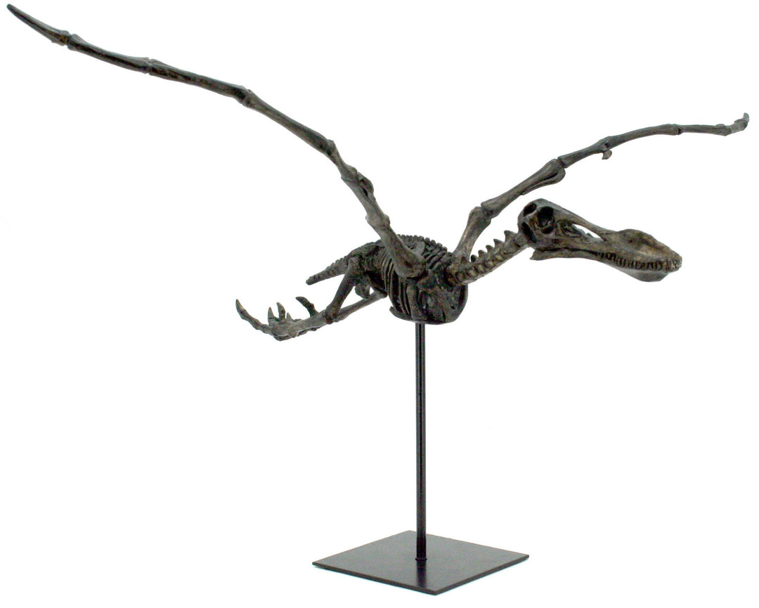 Trophée Fossile Dinosaure Ptérosaure Volant Faux