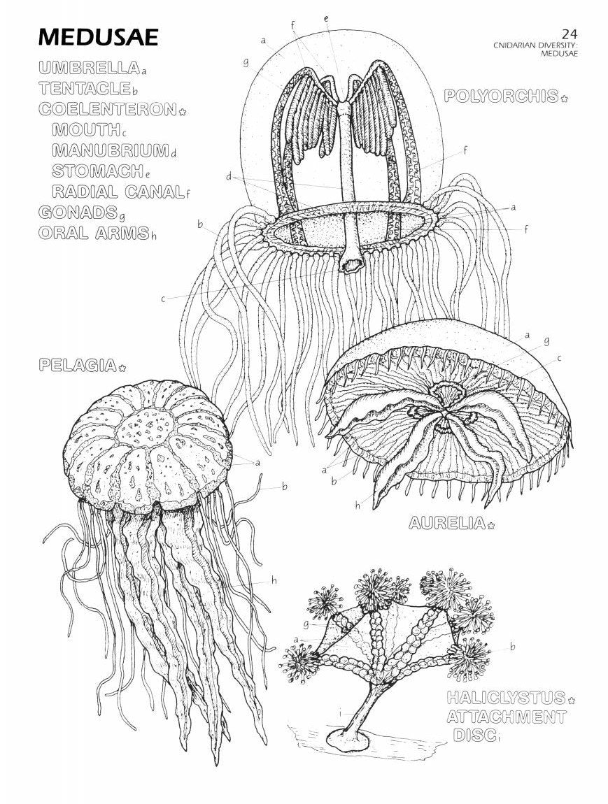 Le livre de coloriage de biologie marine