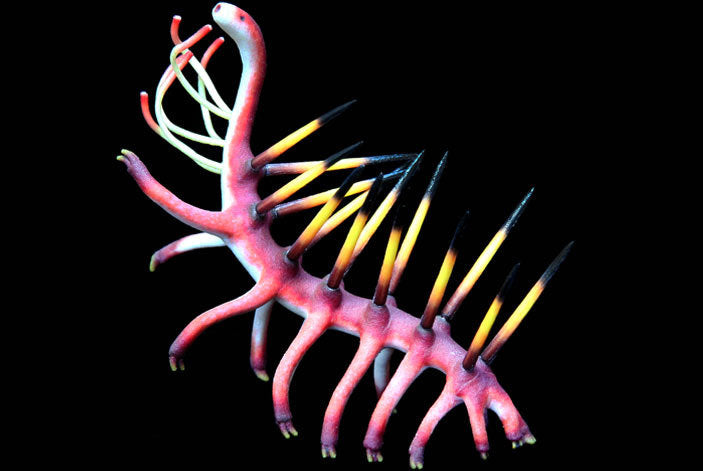 Hallucigenia Model