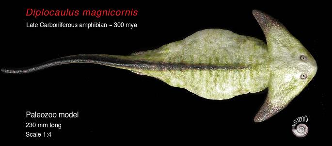 Diplocaulus Model
