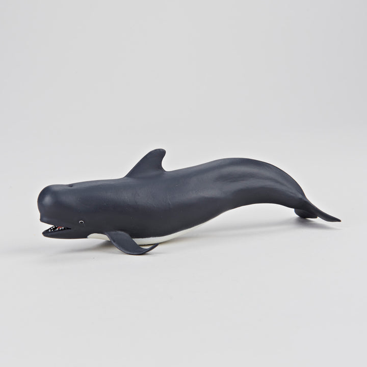 Figure - Baleine Pilote
