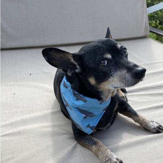 Dog Bandana - Right Whale