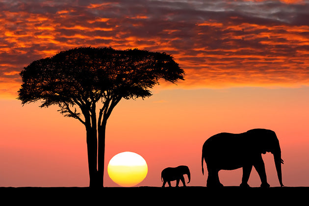 Africa