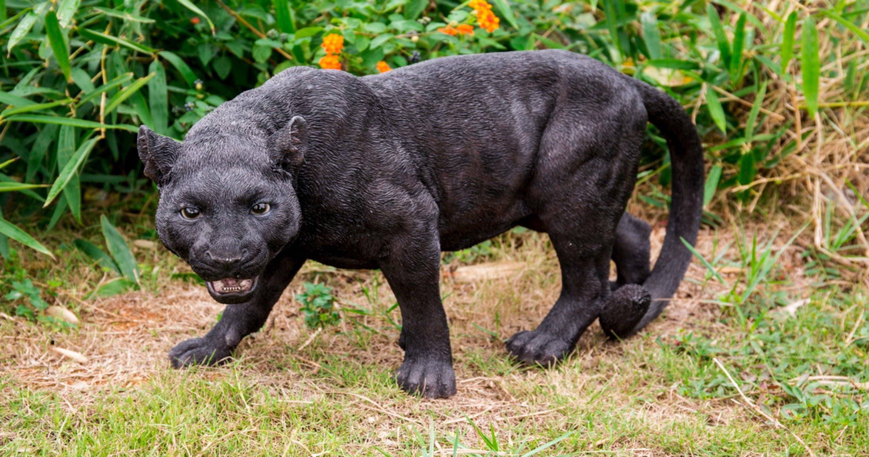 Black Panther Stalking – ROM Boutique