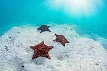 Bahamas Underwater