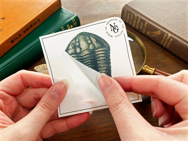 Trilobite Fossil Sticker