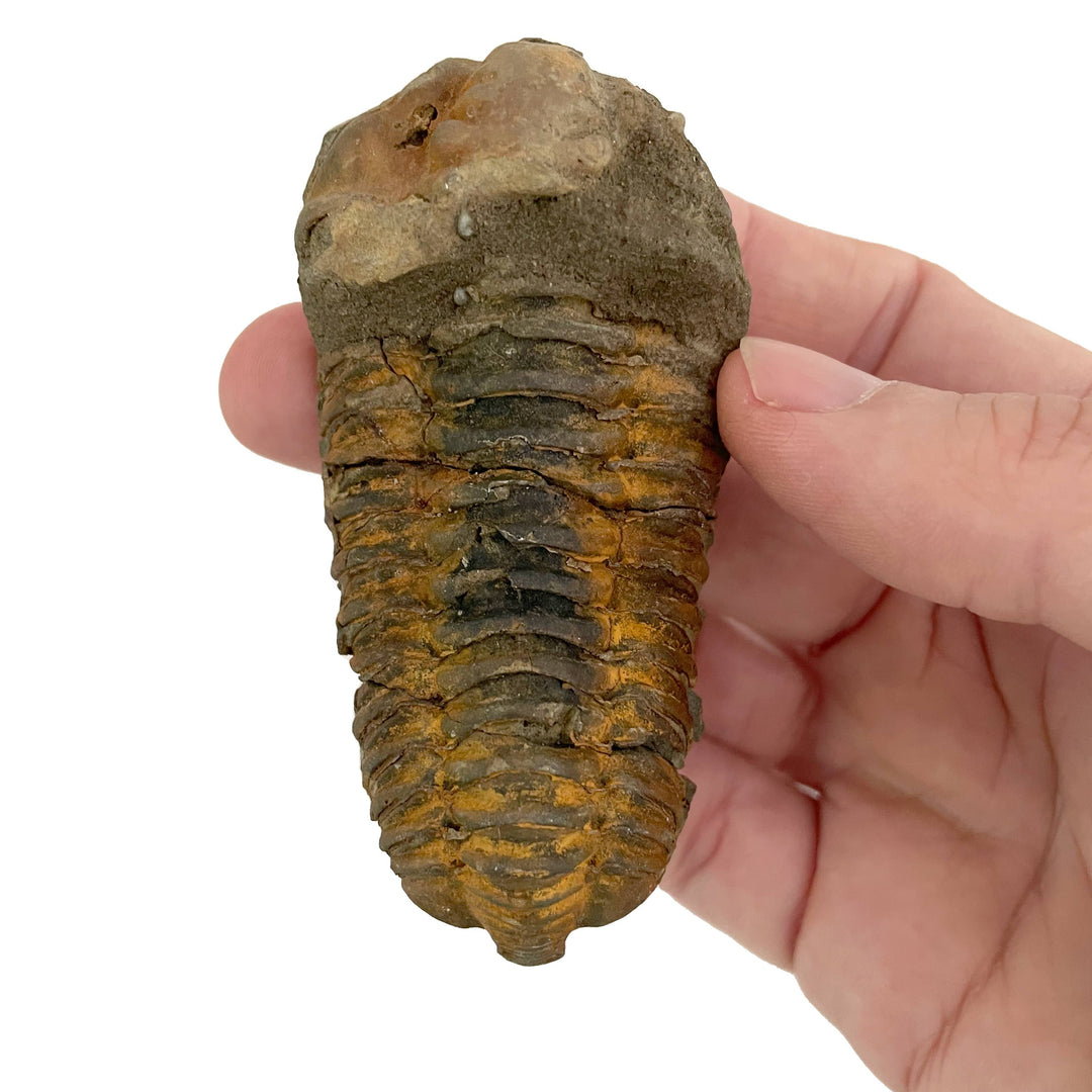 Tremendous Fossil Trilobite: Time Travel Club