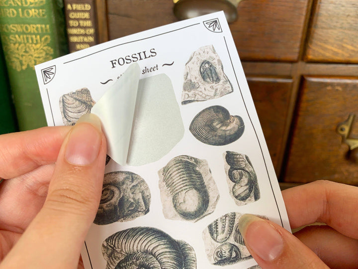Fossils Sticker Sheet