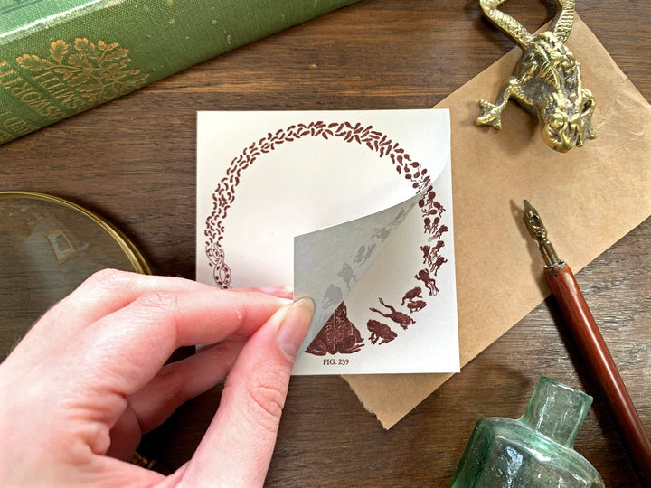 Toad Life Cycle Memo Pad
