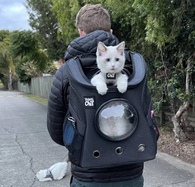 Best cat bubble backpack best sale