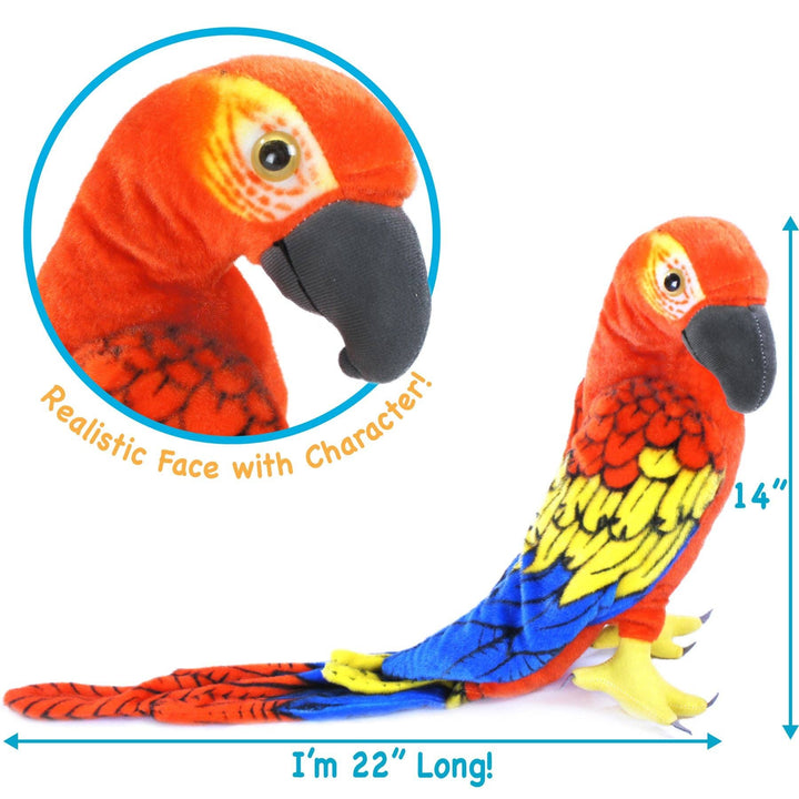 Miguelita The Macaw