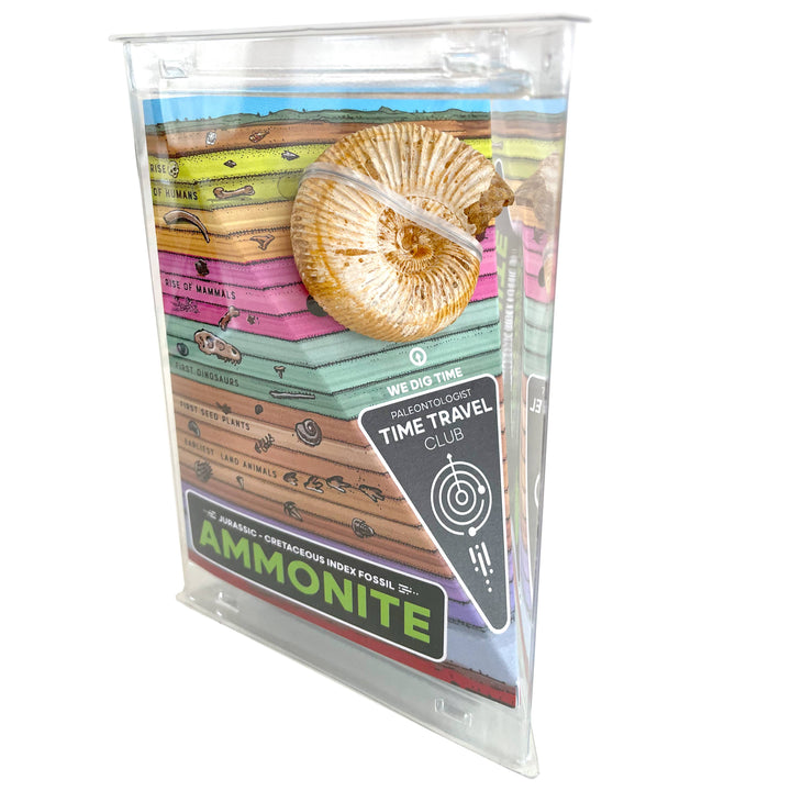 Giant Fossil Ammonite: Time Travel Club