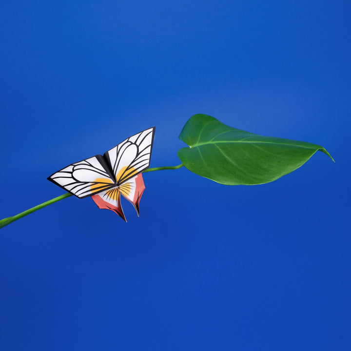 Origami Butterflies - Create and Display Kit