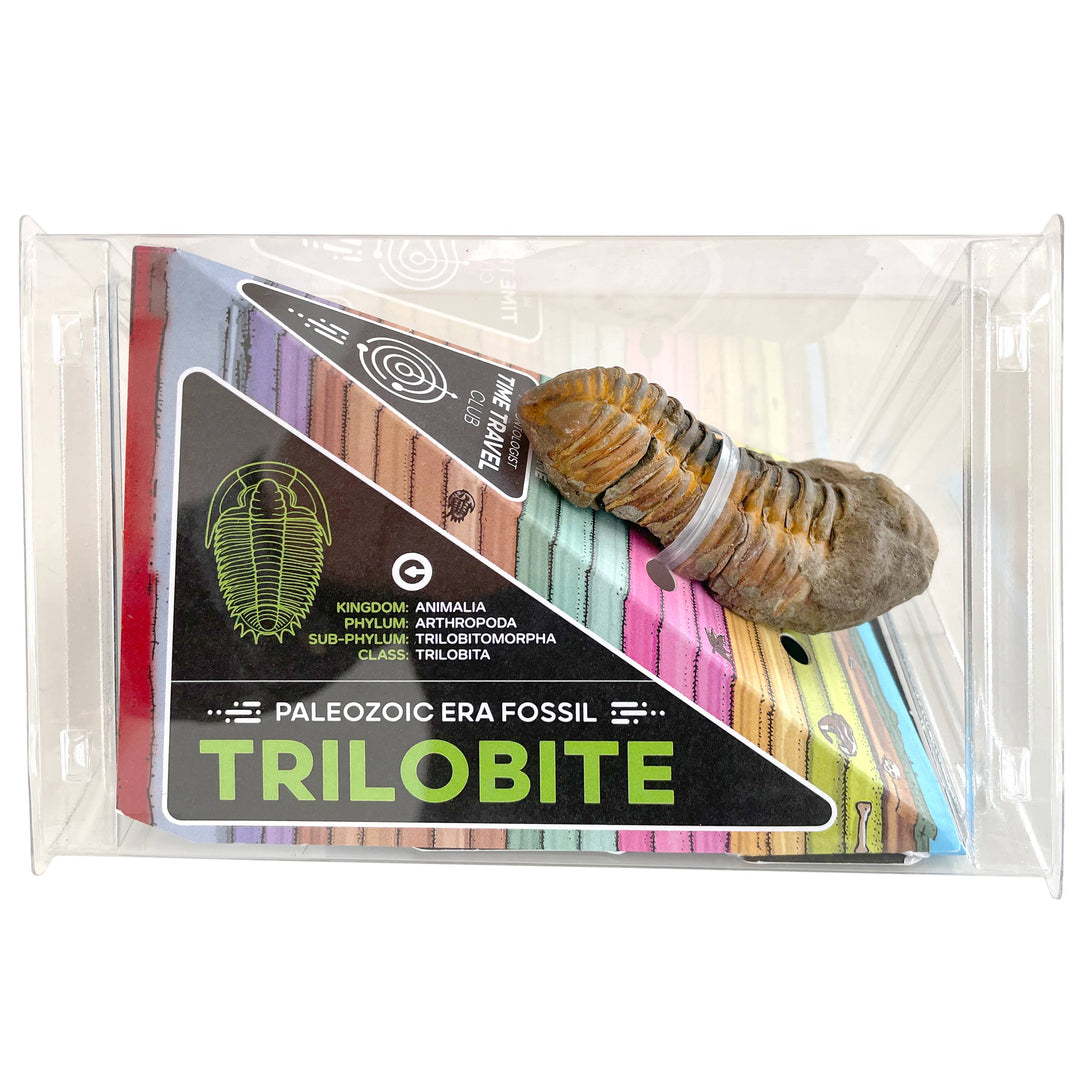 Tremendous Fossil Trilobite: Time Travel Club