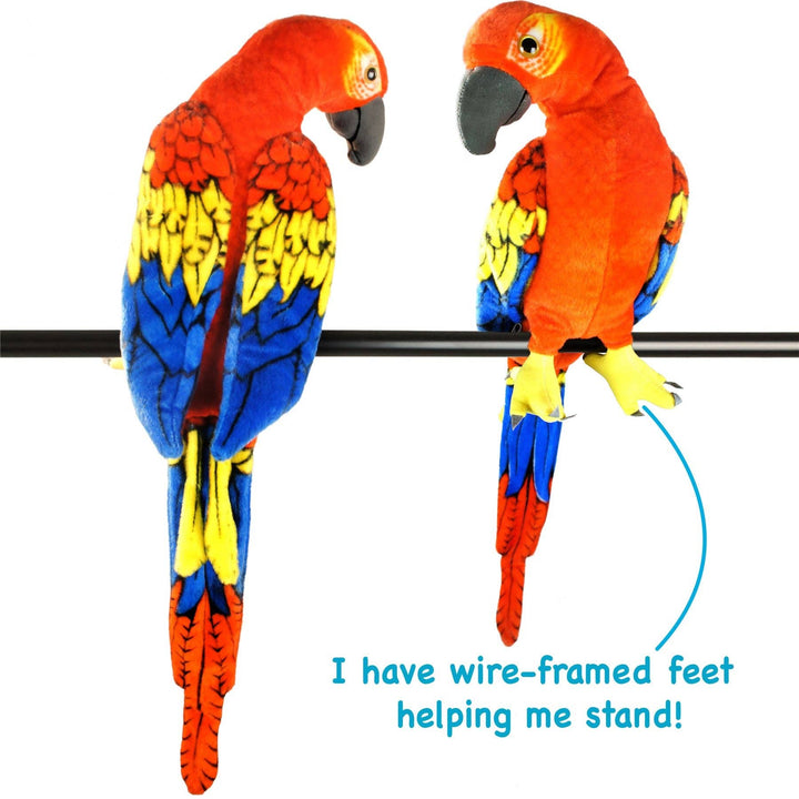 Miguelita The Macaw