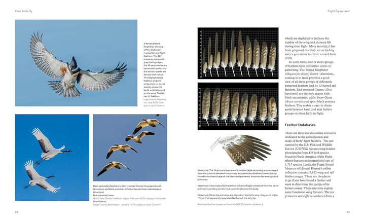 How Birds Fly: The Science and Art of Avian Flight