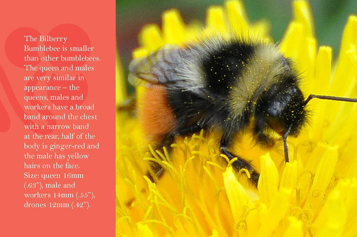 Know Your Bees