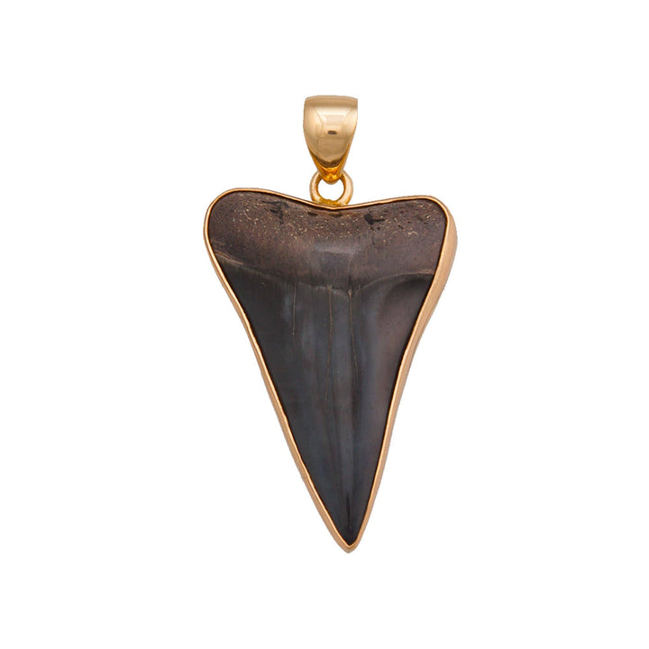 Alchemia Fossil Shark Tooth Pendant w/24" chain