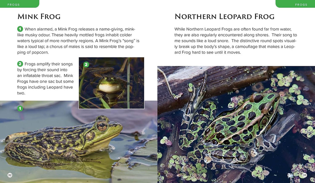 Observing Nature by Canoe and Kayak
