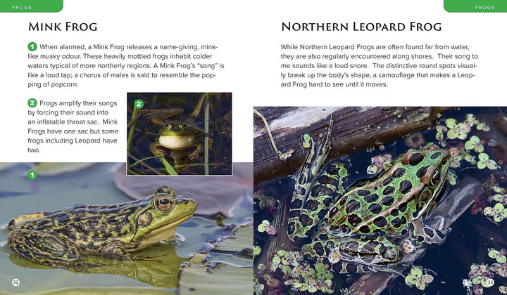 Observing Nature by Canoe and Kayak