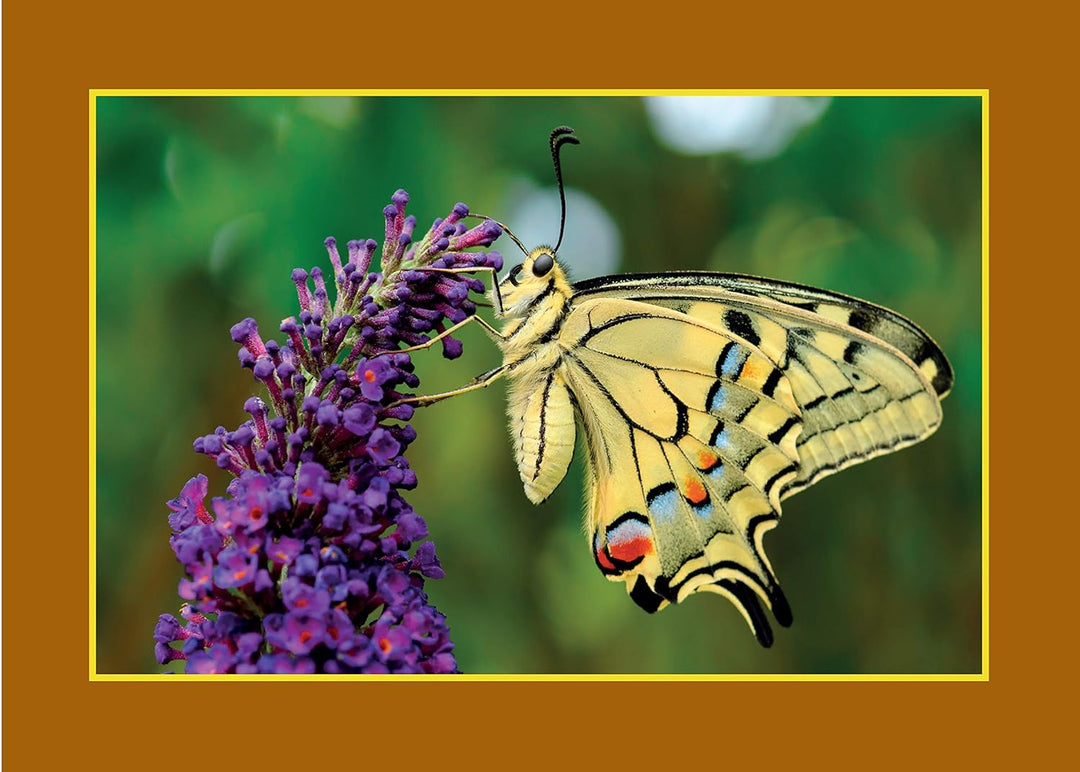 Know Your Pollinators