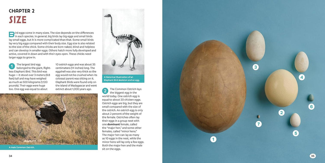 Bird Eggs: A Young Naturalist's Guide