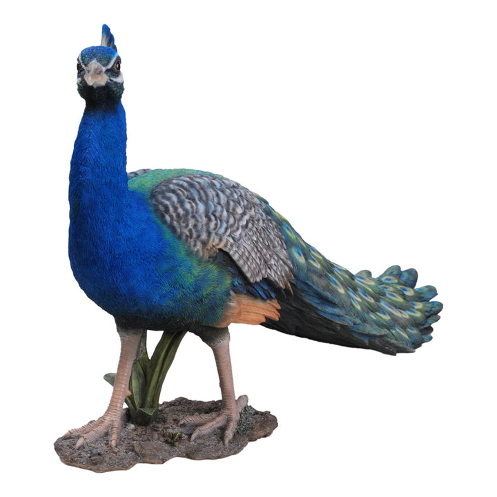 Peacock with Feathers Closed