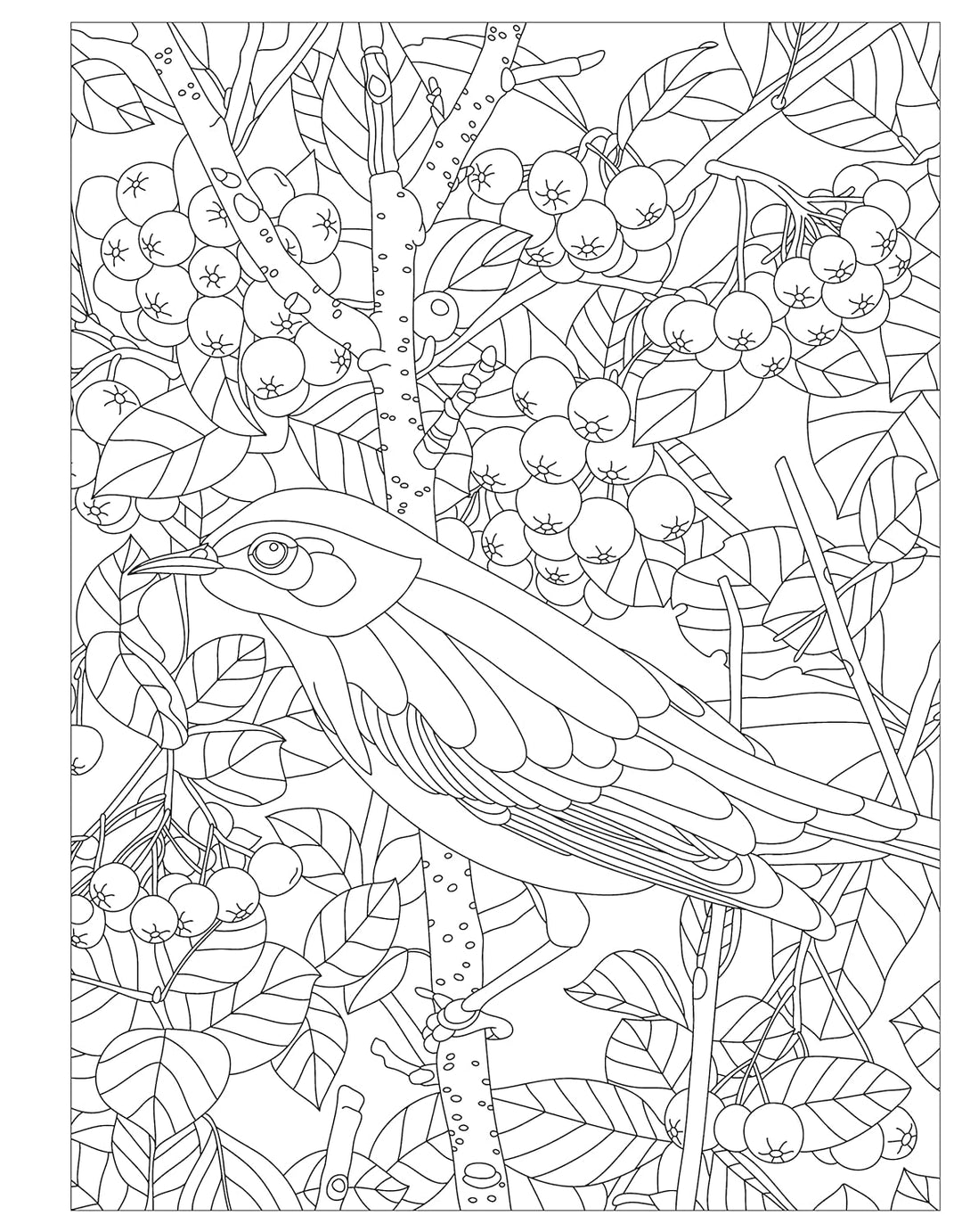 Birds, Butterflies, and Bees: A Pollinator Coloring Book