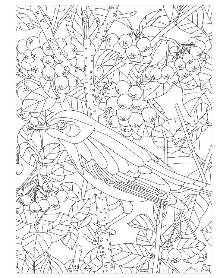 Birds, Butterflies, and Bees: A Pollinator Coloring Book