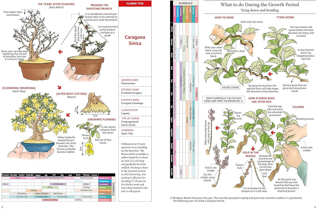 Introduction to Bonsai: The Complete Illustrated Guide for Beginners