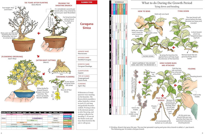 Introduction to Bonsai: The Complete Illustrated Guide for Beginners