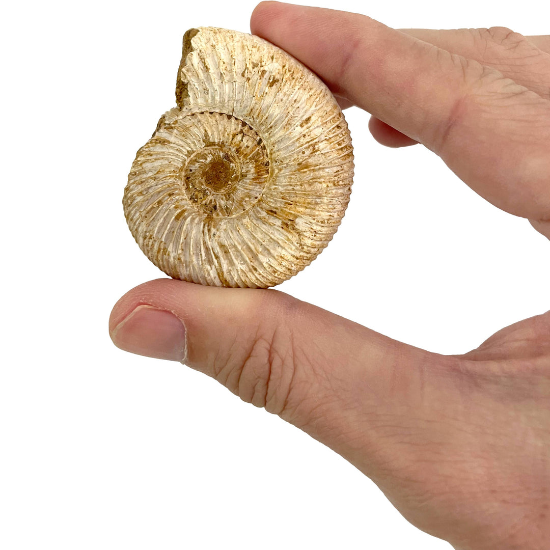 Giant Fossil Ammonite: Time Travel Club