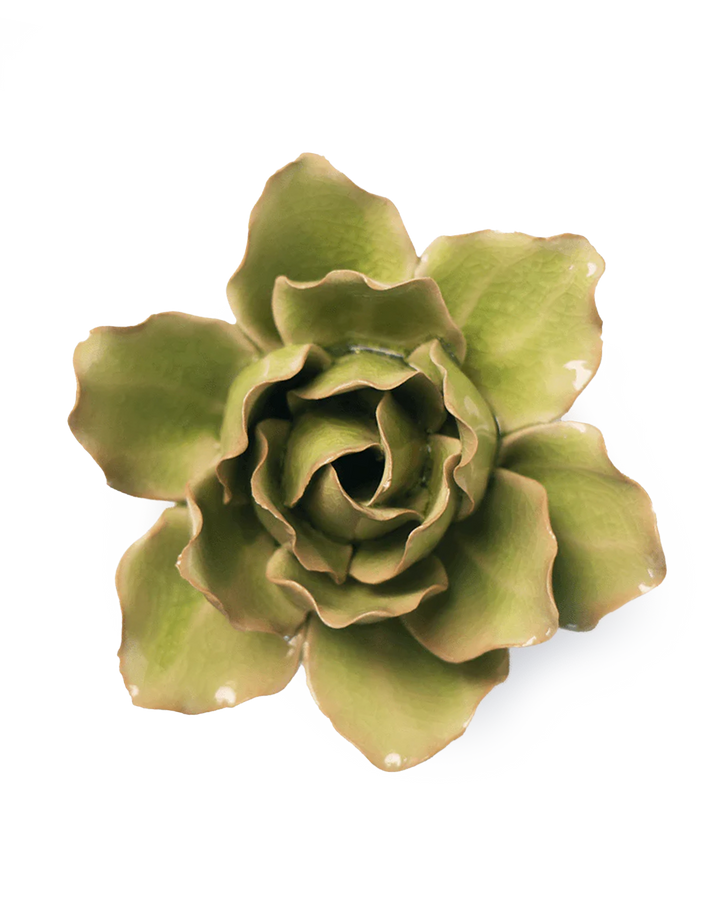 Peridot Stargazer Lily