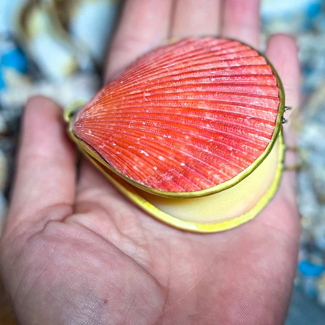 4 oz Solid Botanical Perfume in Seashell Compact - Lg