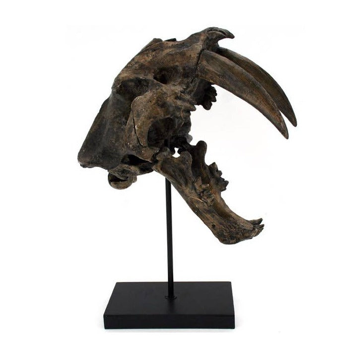 Faux Sabertooth Tiger Fossil Skull Trophy