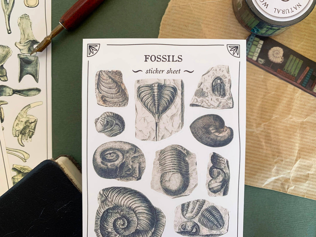 Fossils Sticker Sheet