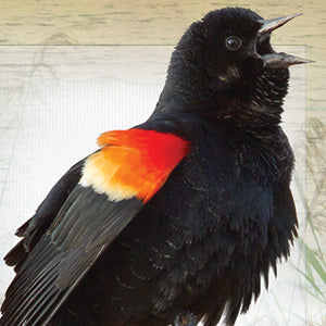 Little Book of Backyard Bird Songs