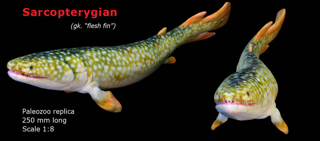 Sarcopterygian Model