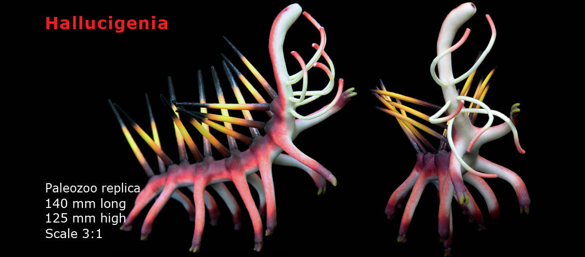 Hallucigenia Model