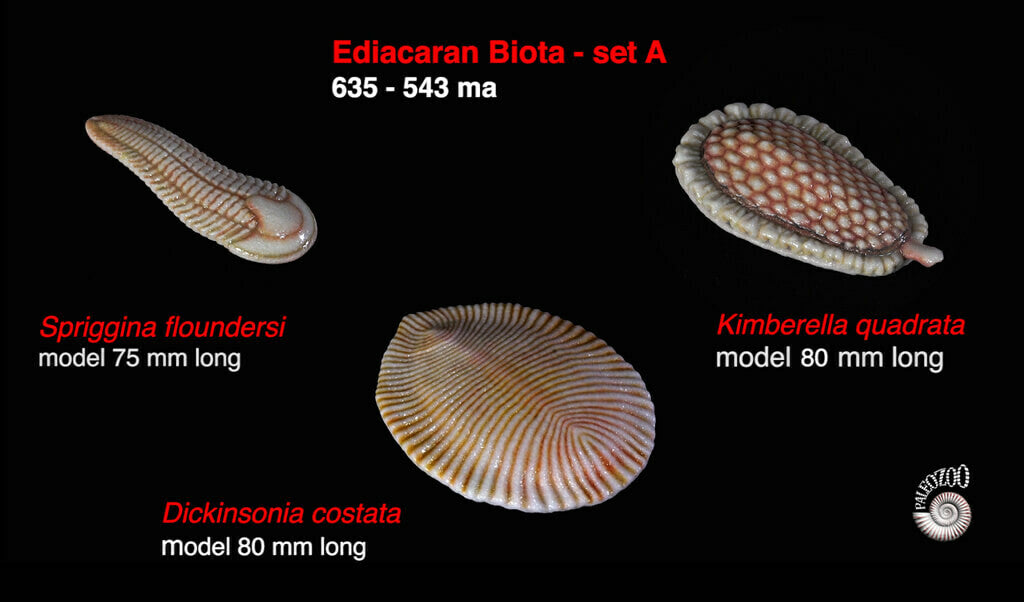 Ediacaran Biota Model Set