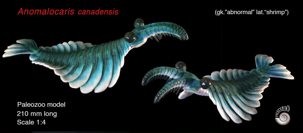 Modèle Anomalocaris