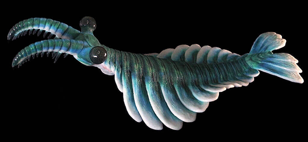 Anomalocaris Model