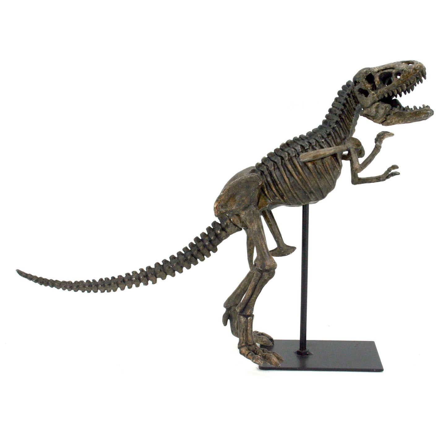 Faux Tyrannosaurus Rex Dinosaur Fossil