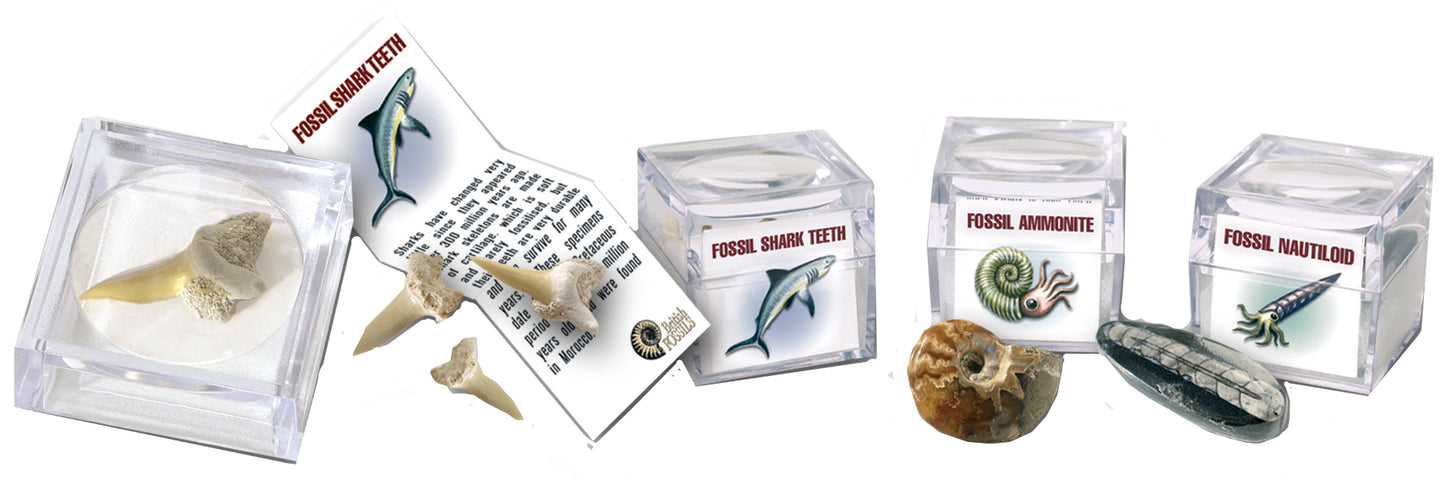 Magnifier Fossil Mini Box